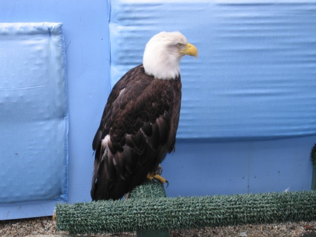 IMG_0239.JPG