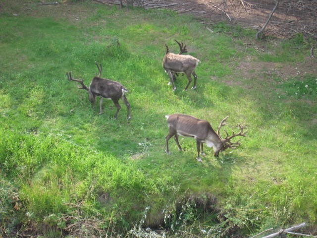 IMG_0485.JPG