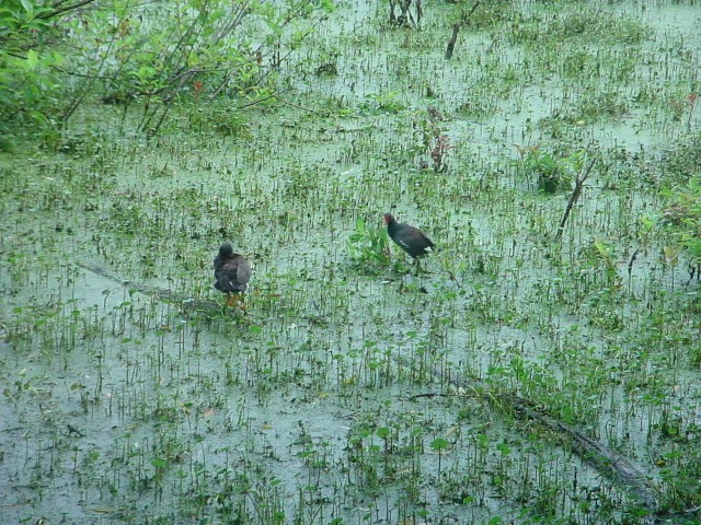DSC00238.JPG