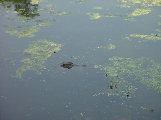DSC00250.JPG