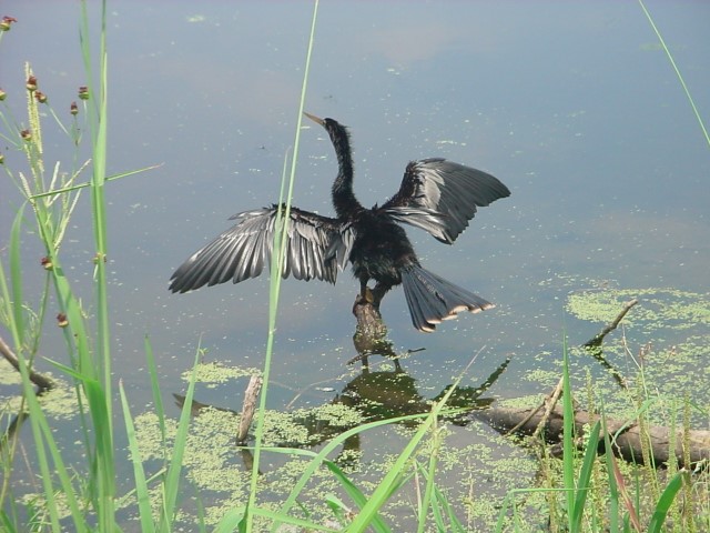 DSC00251.JPG