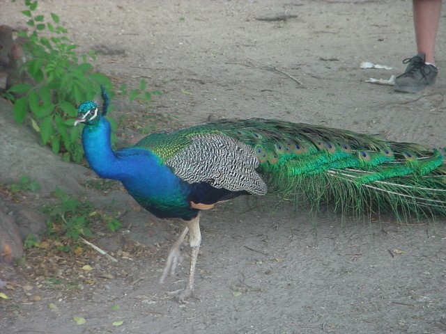 DSC00264.JPG