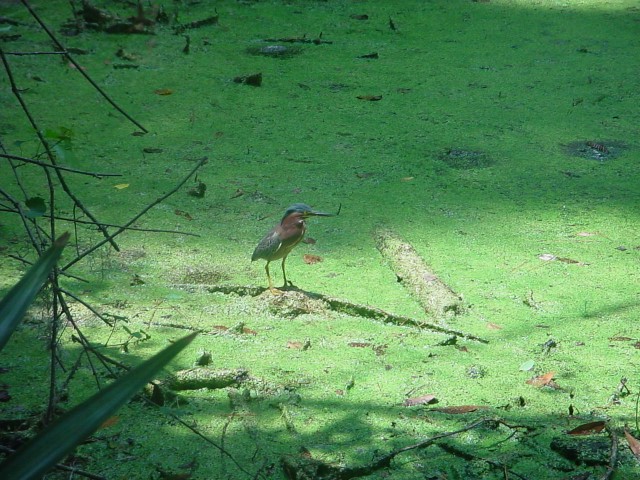 DSC00265.JPG