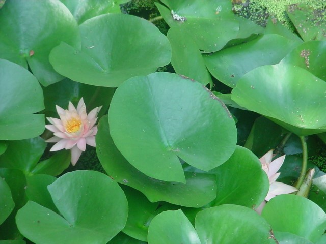 DSC00266.JPG