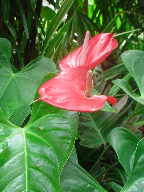 DSC00350.JPG