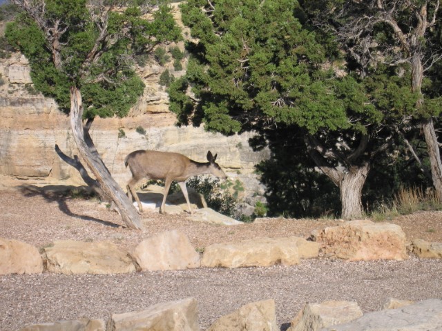 IMG_1222.JPG