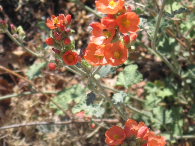 IMG_1265.JPG