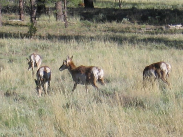 IMG_1616.JPG
