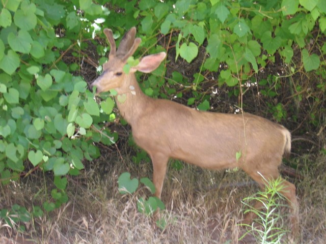 IMG_1652.JPG