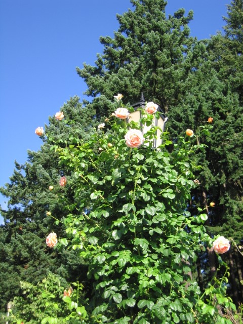 IMG_2943.JPG